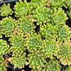 Echeveria Fantasia Carol