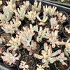 Cotyledon Orbiculata cv. Long Leaf Variegated