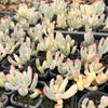 Cotyledon Orbiculata cv. Long Leaf Variegated