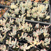 Cotyledon Orbiculata cv. Long Leaf Variegated