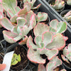 Echeveria 'Flying Cloud'