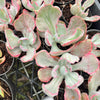 Echeveria 'Flying Cloud'