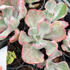 Echeveria 'Flying Cloud'
