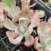 Echeveria 'Flying Cloud'