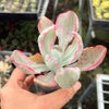 Echeveria 'Flying Cloud'