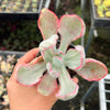Echeveria 'Flying Cloud'