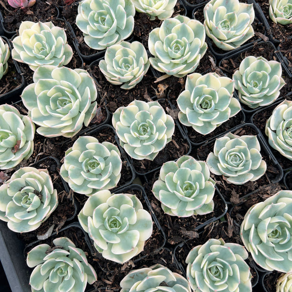 compton carousel succulent care Echeveria Compton Carousel – LET LOVE GROW (Succulent & Cactus)