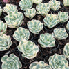 Echeveria Compton Carousel