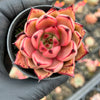 Echeveria agavoides 'Taurus x Romeo'