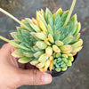 Echeveria 'Mars' Dark Line - KRF
