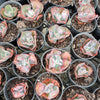 Echeveria Linguas (Bump leaf)(Young plant)(SIZE S)