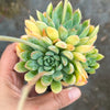 Echeveria 'Mars' Dark Line - KRF