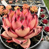 Echeveria agavoides 'Taurus x Romeo'