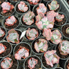 Echeveria Linguas (Bump leaf)(Young plant)(SIZE S)
