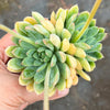 Echeveria 'Mars' Dark Line - KRF