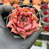 Echeveria agavoides 'Taurus x Romeo'