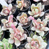 Echeveria German Champagne