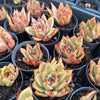 Echeveria agavoides 'GAYA'