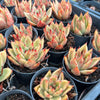 Echeveria agavoides 'GAYA'