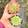Echeveria 'Party Queen' - Korea Form