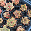 Echeveria agavoides 'GAYA'