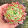 Echeveria 'Party Queen' - Korea Form