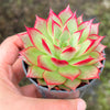 Echeveria 'Party Queen' - Korea Form