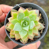 Echeveria 'Party Queen' - Korea Form