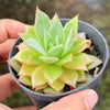 Echeveria 'Party Queen' - Korea Form