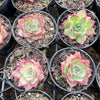 Echeveria 'Party Queen' - Korea Form