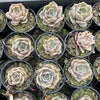 Echeveria 'Ppippi Saeu' - (aka. Ech. Pipi Prawn /Ech. Pipi Shrimp) - KRF