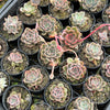 Echeveria 'Mal Gan Red- KRF