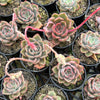 Echeveria 'Mal Gan Red- KRF