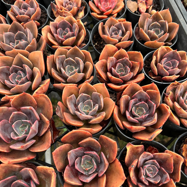 Echeveria cv. 'Blue Metal' – LET LOVE GROW (Succulent & Cactus)