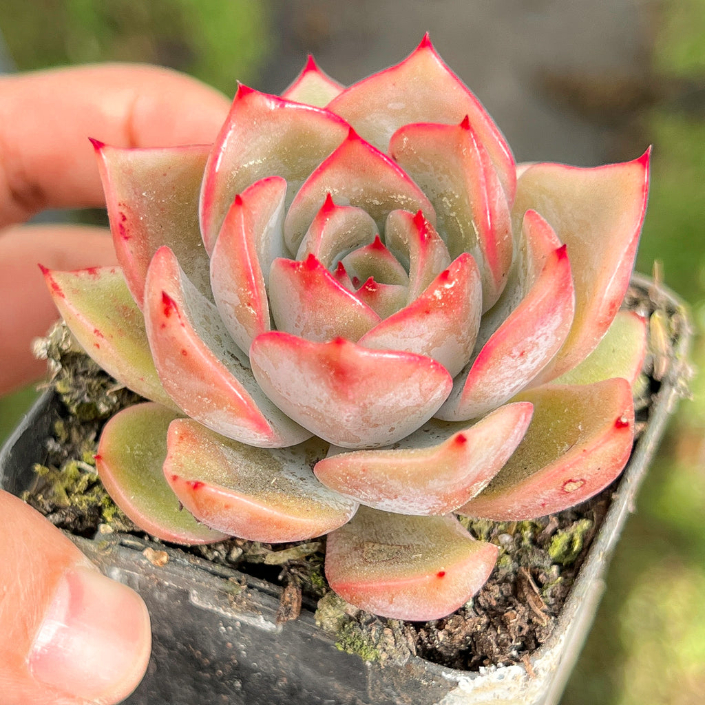 Echeveria 'Mal Gan Red- KRF