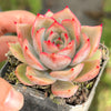Echeveria 'Mal Gan Red- KRF