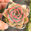 Echeveria 'Mal Gan Red- KRF