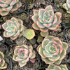 Echeveria 'Mal Gan Red- KRF