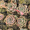 Echeveria 'Mal Gan Red- KRF