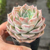 Echeveria Japanese Hyalina