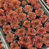 Sempervivum 'Pacific Red Rose' (w/3-4 pups)