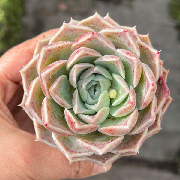 succulent plant in japanese Echeveria Japanese Hyalina – LET LOVE GROW (Succulent & Cactus)