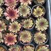 Sempervivum 'Dark Beauty'