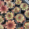 Sempervivum 'Dark Beauty'