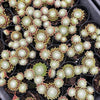 Sempervivum 'Tiny Tots' (w/pup)