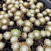 Sempervivum 'Tiny Tots' (w/pup)