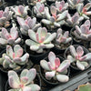 Pachyphytum glutinicaule