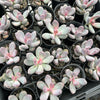 Pachyphytum glutinicaule