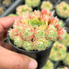 Sempervivum 'Atlanticum' (CLUSTER)