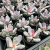 Pachyphytum glutinicaule